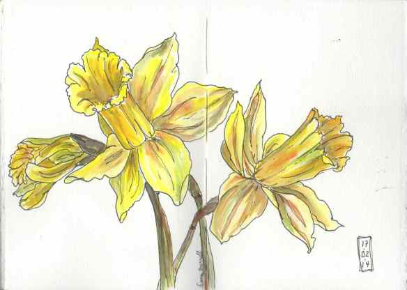 140217 Daffodils
