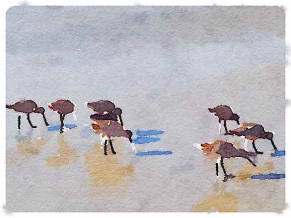 Waterlogue - Shallow