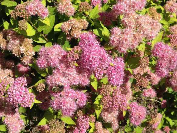 Dakota Goldcharm Spirea