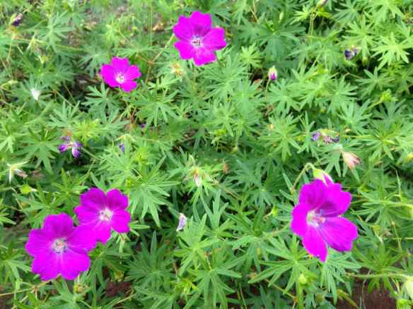 Geranium 'Max Frei'
