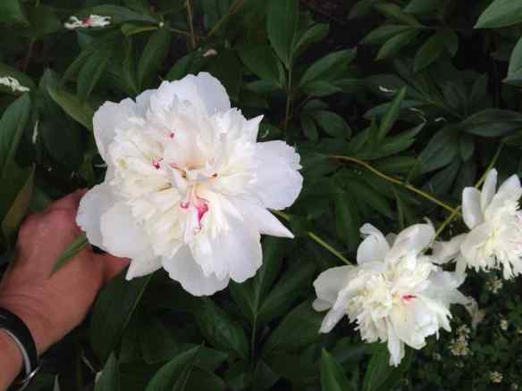 Peony 'Festiva Maxima'