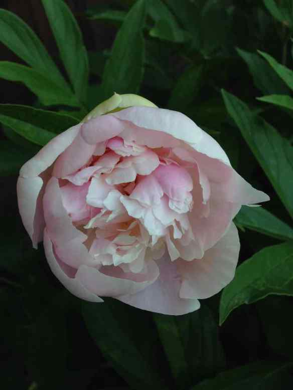 Peony 'Sarah Bernhardt'