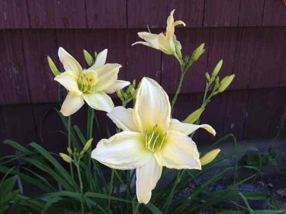 daylily2