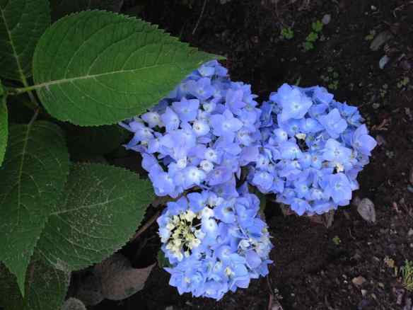 EndlessSummerHydrangea3