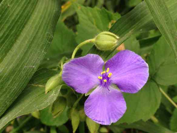 Tradescantia-2