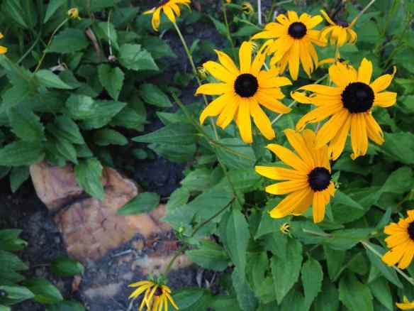 Rudbeckia 'Goldsturm' 1