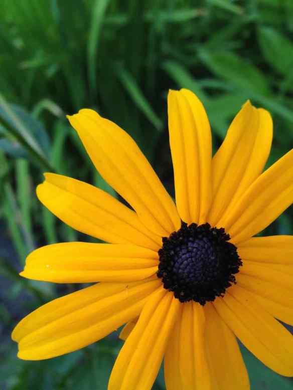 Rudbeckia 'Goldsturm' 2