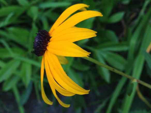 Rudbeckia 'Goldsturm' 3