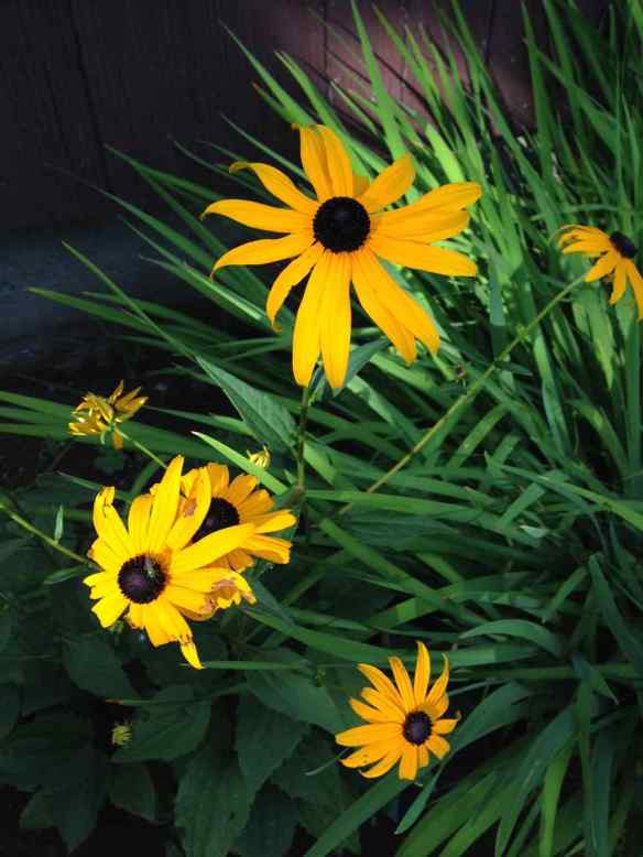 Rudbeckia 'Goldsturm' 4